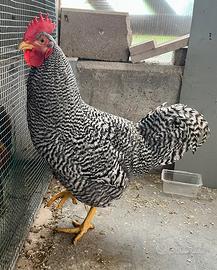 Gallo Amrock di 8 mesi