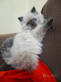 Gatti persiani himalayani