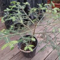 Albero Abete 