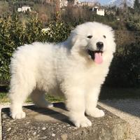 Pastore maremmano abruzzese linea marsicano
