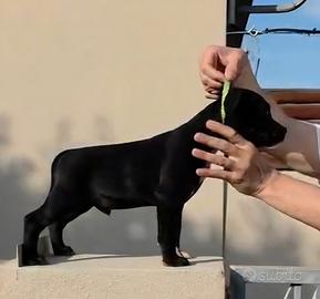 Staffordshire bull terrier
