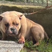 American bully femmina Pocket