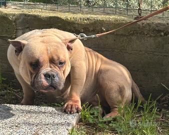 American bully femmina Pocket