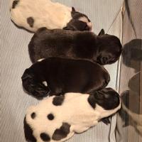 Bulldog Francesi Cuccioli