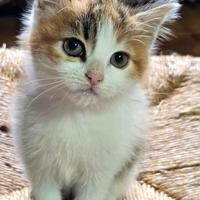 Regal 2 Gattini 1maschio e 1 femm di 1 mese e 1/2