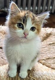 Regal 2 Gattini 1maschio e 1 femm di 1 mese e 1/2