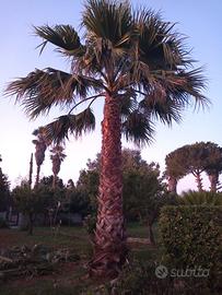 Palma da giardino