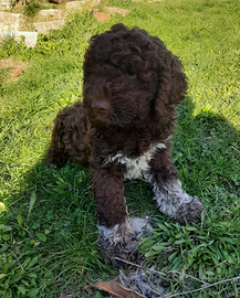 Lagotto Romagnolo