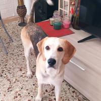 Cane simil segugio