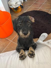Bassotto a pelo duro disponibile per monta