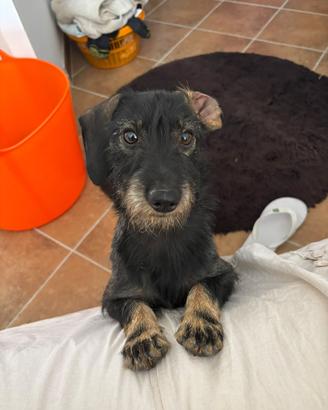Bassotto a pelo duro disponibile per monta