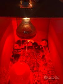 Pulcini Marans Legbar Cemani