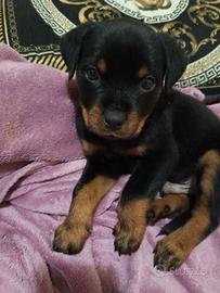 Rottweiler