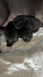 Cuccioli di bulldog francesi