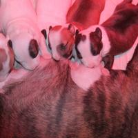 Bull terrier miniature