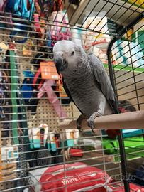 Pappagallo cenerino beby
