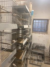 Ultime 40 Gabbie coccorite - canarini - mandarini