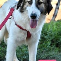 Chicca cane meticcio