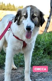 Chicca cane meticcio