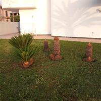 Piante Cycas