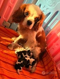 Cavalier king