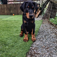 Cucciolo Dobermann maschio disponibile