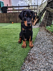 Cucciolo Dobermann maschio disponibile