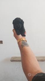 barboncino mini toy 