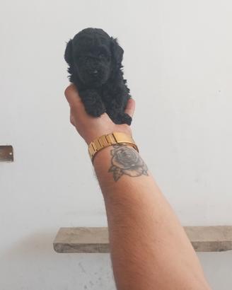 barboncino mini toy 