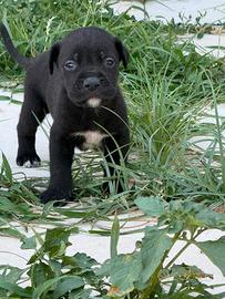 Cuccioli di cane corso