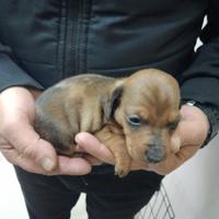 Bassotto fulvo arlecchino