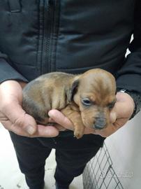 Bassotto fulvo arlecchino