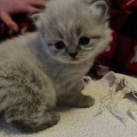 Scottish fold/straight