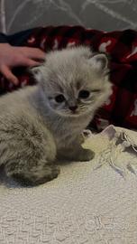 Scottish fold/straight