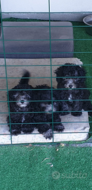 Barboncino toy grigio silver con pedigree enci