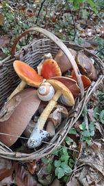 Appartamento con giardino e orto cintati
