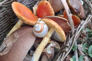 Appartamento con giardino e orto cintati