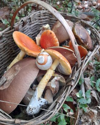 Appartamento con giardino e orto cintati