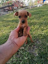 Cuccioli Pinscher