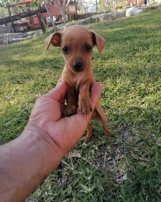 Cuccioli Pinscher