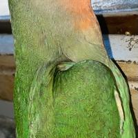 Inseparabile allevato a mano