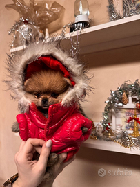 Pomerian o volpino nano cuccioli