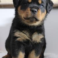 Cucciolo Rottweiler