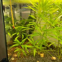 acquario 100 litri completo