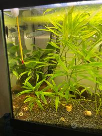 acquario 100 litri completo