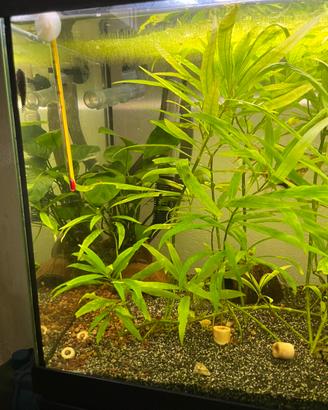 acquario 100 litri completo