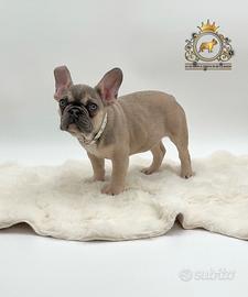 Dolcissima Bulldog Francese Sable' Tan