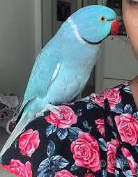 Parrocchetto dal collare pastel blue