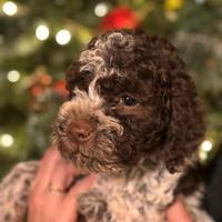 Cuccioli Lagotto Romagnolo
