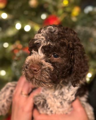 Cuccioli Lagotto Romagnolo. Non più disponibili